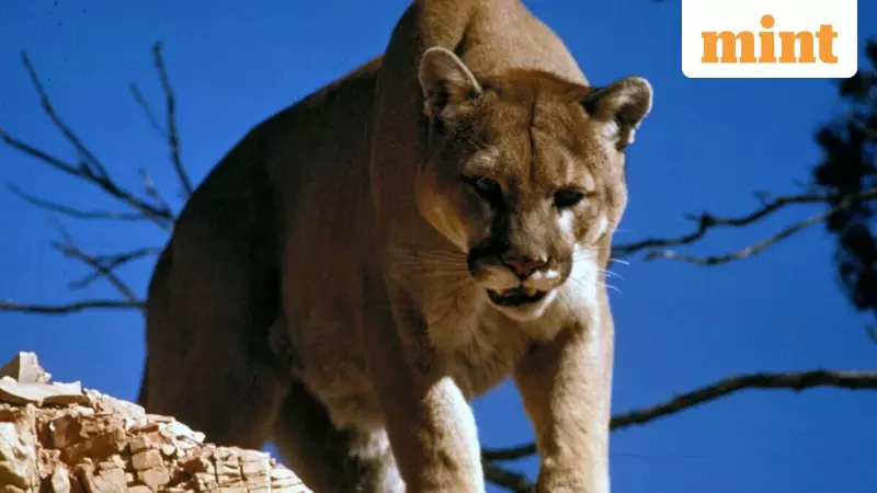 Colorado Hiker Killed in Suspected Mountain Lion Attack, First Fatal Case in 25 Years