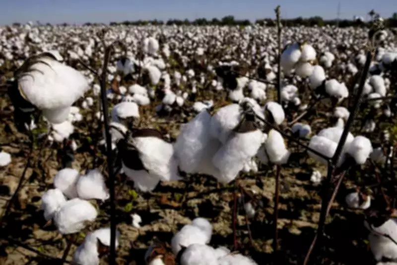 Cotton Price Soars to ₹59,000 per Candy in Coimbatore After Duty Waiver Ends