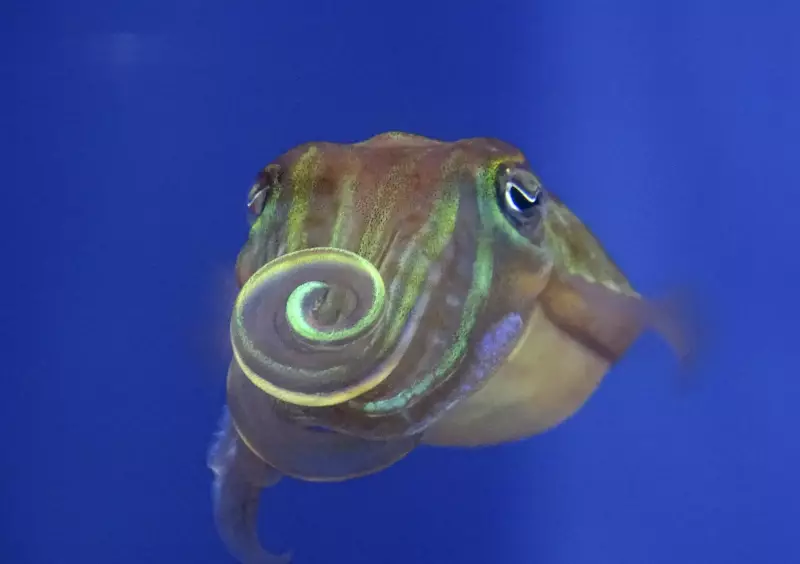 Cuttlefish Flirt with Polarized Light Patterns Invisible to Human Eye