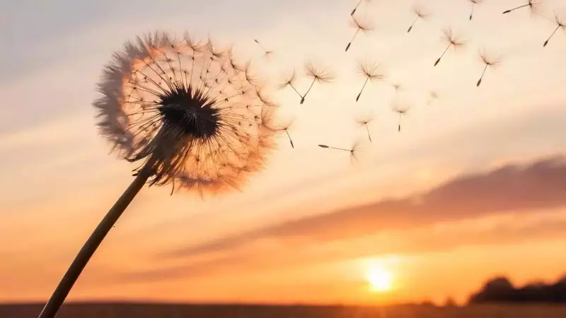 Dandelion: From Common Weed to Superfood - 8 Health Benefits Backed by Science