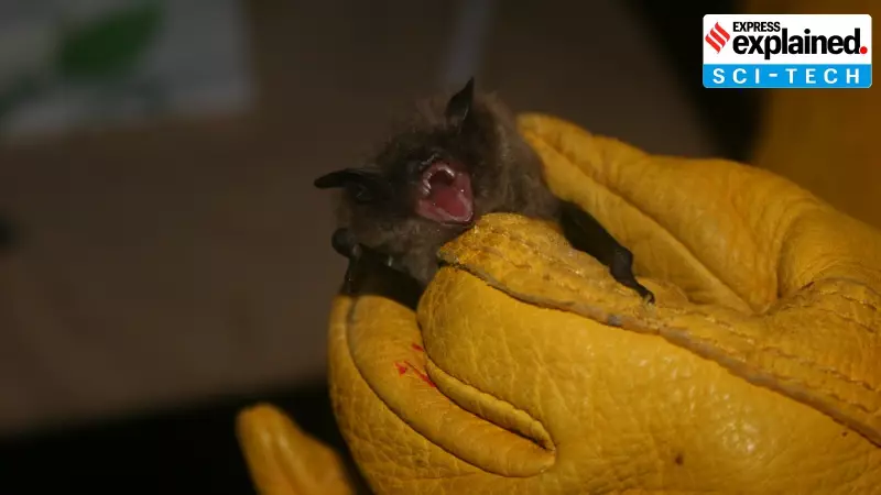 Danish Municipality Swaps White Streetlights for Red to Protect Bat Populations