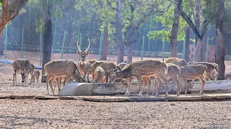 Davangere Zoo Faces Uphill Task After 4 Spotted Deer Die, Treating Rest
