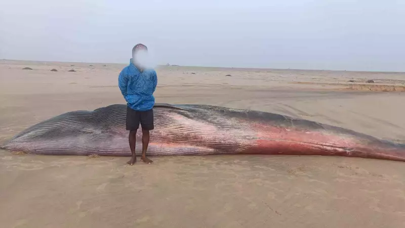 Dead Bryde's Whale Found at Odisha's Bhitarkanika, Seventh Such Death in Six Years