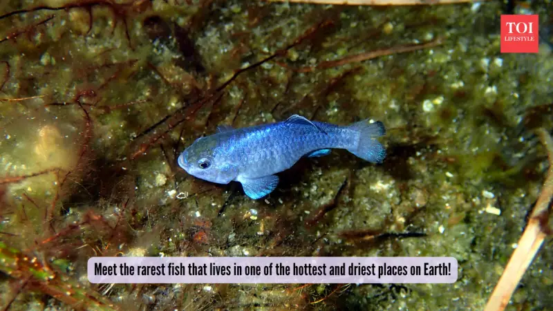 Death Valley's Devils Hole Pupfish: World's Rarest Fish Defies Extreme Odds