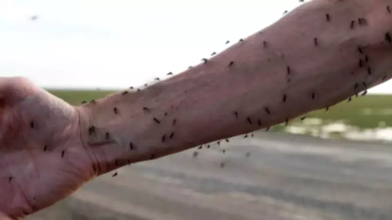Deforestation in Brazil's Atlantic Forest Drives Mosquitoes to Bite Humans More, Raising Disease Risks