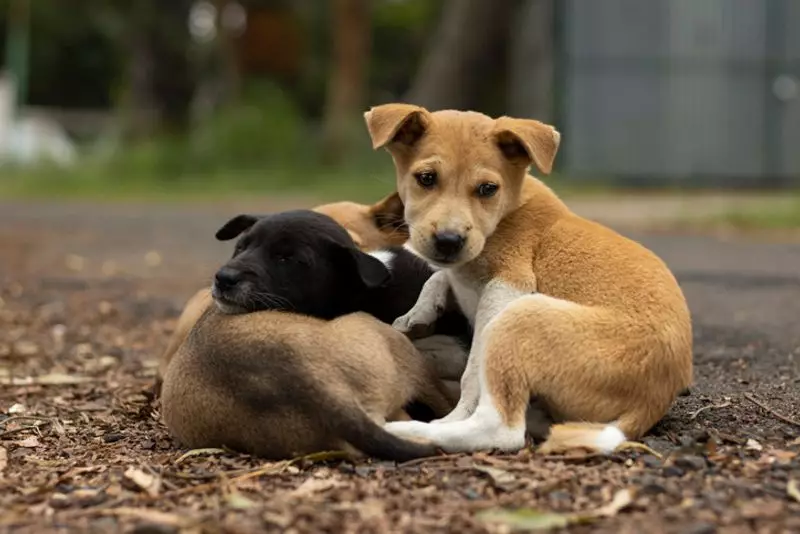 Delhi MCD Allocates Rs 35 Crore for Microchipping and Vaccinating Stray Dogs