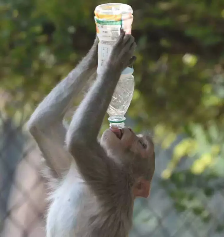 Delhi Relocates 6,591 Monkeys to Asola Bhatti, But Menace Persists in City