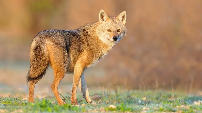 Delhi Zoo Faces Backlash Over Jackal Death; Workers Claim Animal Suffocated