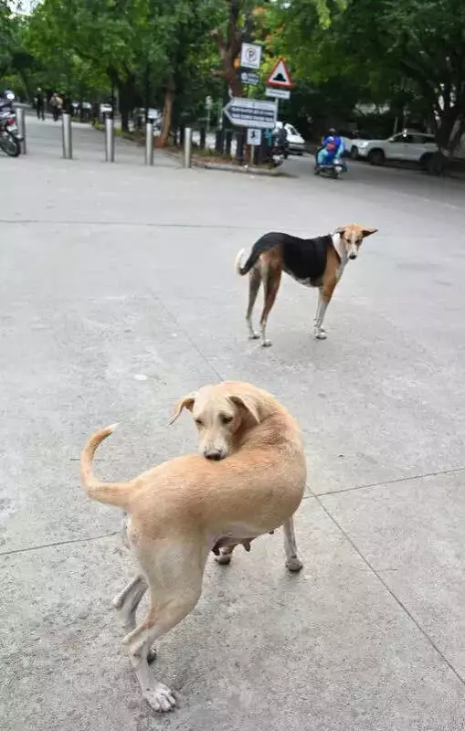 Delhi's Stray Dog Sterilization Sees Dramatic Swings, Hits Record 1.3 Lakh in 2024