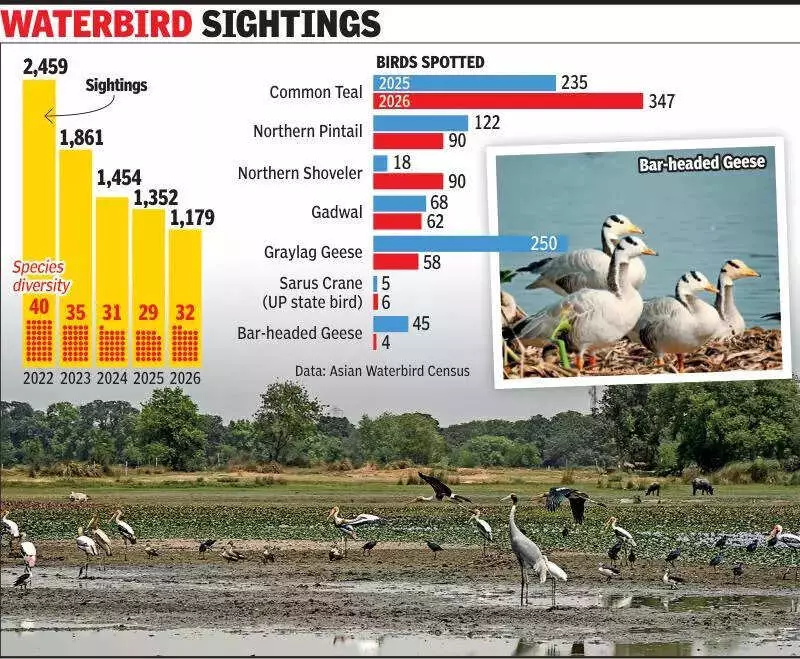 Dhanauri Wetland Crisis: Bird Numbers Halved in 5 Years, Airport Threat Looms