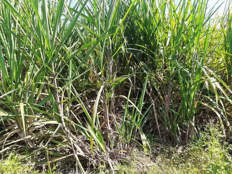 Dharmapuri Sugarcane Crisis: 1,800 Acres at Risk as Mill Delay Causes Crop Bloom