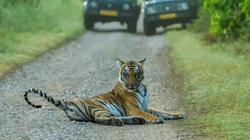 Dhikala Zone in Jim Corbett National Park: Why Wildlife Enthusiasts Are Flocking There
