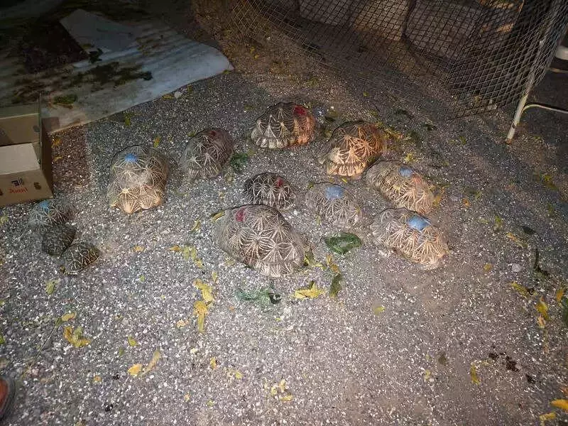 Dwarka Police SOG Rescues 12 Star Tortoises in Bhanvad Raid, Detain Businessman