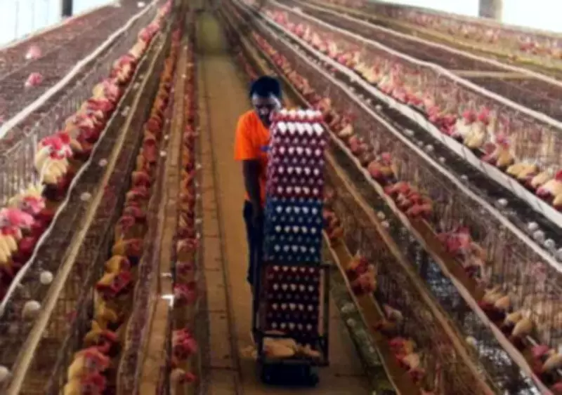 Egg & Chicken Prices Plummet 20-30% in Andhra Pradesh After Festive Season