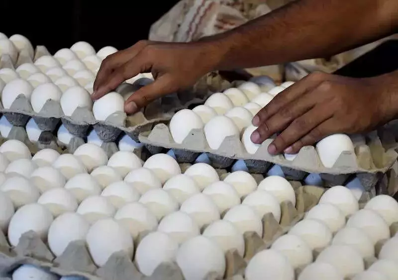 Egg Prices in Karnataka Crash After Record High, Poultry Owners Worried