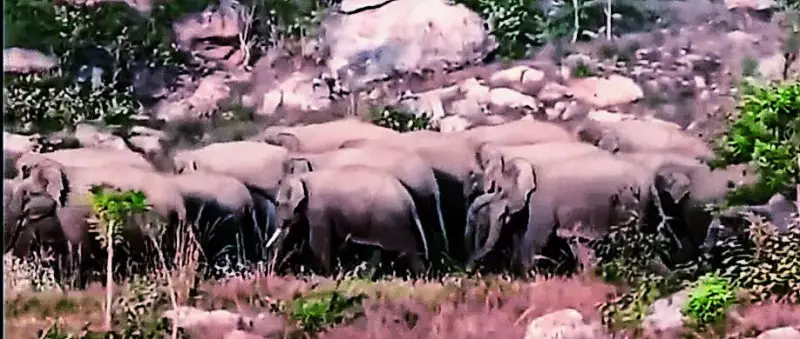 Elderly Tribal Woman Trampled by Elephants in Garhwa, Second Death in Two Weeks