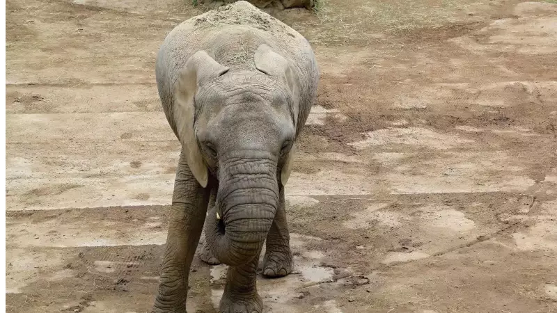 Elephant Calf Dies After Getting Trapped Between Rocks in Chhattisgarh's Raigarh Forest