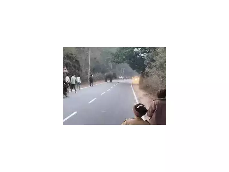 Elephant Herd Attack in Chatra Kills Mason, Injures Two Others