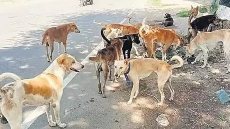 Experts Warn Supreme Court: Mass Dog Removal Threatens Public Health, Ecosystems