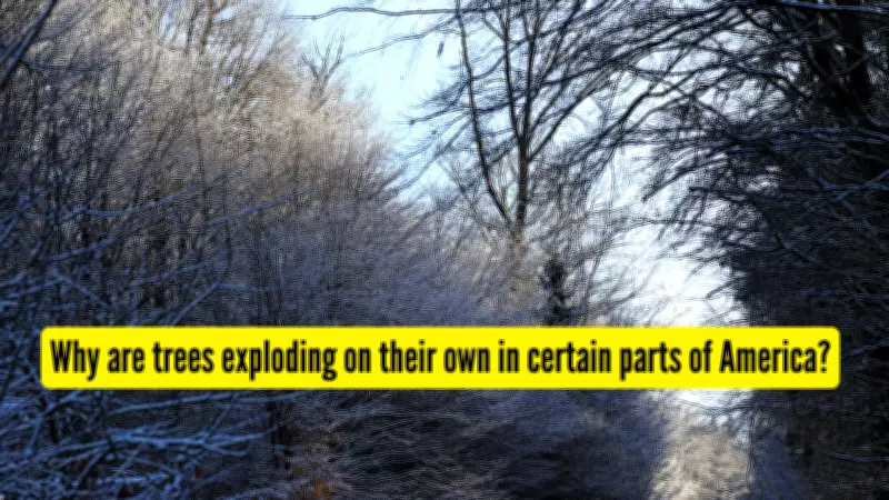 Exploding Trees Phenomenon: Frost Cracking Explained During US Winter Blast