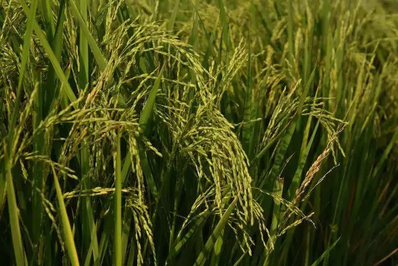 Farmers to Meet SC, Parliamentary Panels in Chandigarh on MSP, Agri Issues