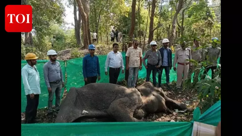 Female Elephant Found Dead in Balangir Forest, Cause of Death Awaits Postmortem Report