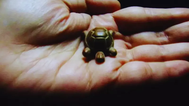 Feng Shui Turtle Placement Guide: Direction, Material & Timing for Positive Energy