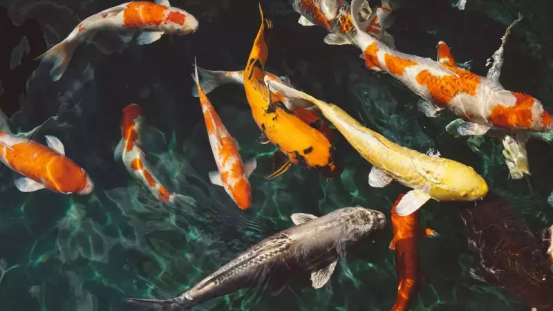 Fish Feel Pain and Joy: Science Reveals Complex Emotional Lives