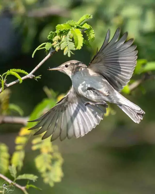 Flamingos Flee Telangana: How Lake 'Beautification' is Driving Away Migratory Birds