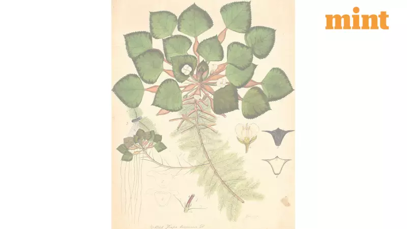 Flora Indica: Rediscovering India's Lost Botanical Artists and Their Colonial-Era Masterpieces