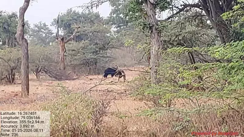 Forest Watcher Attacked by Bear During Tiger Census in Amrabad Reserve