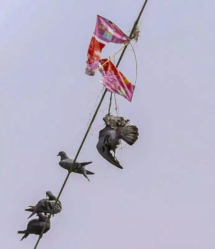 Four Injured in Hyderabad Chinese Manja Attacks, Constable Among Victims