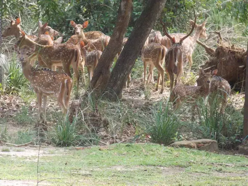 Four Spotted Deer Die at Davanagere Zoo, Suspected Haemorrhagic Septicaemia Outbreak