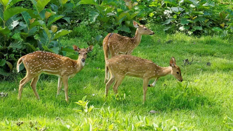 Four Spotted Deer Die at Karnataka's Indira Priyadarshini Mini Zoo