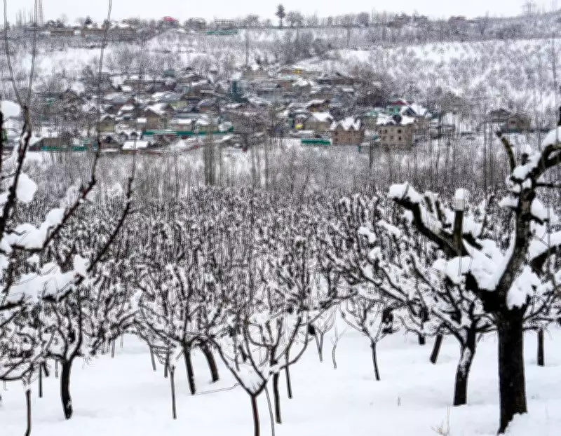 Fresh Snowfall in Kashmir Boosts Horticulture and Tourism Prospects