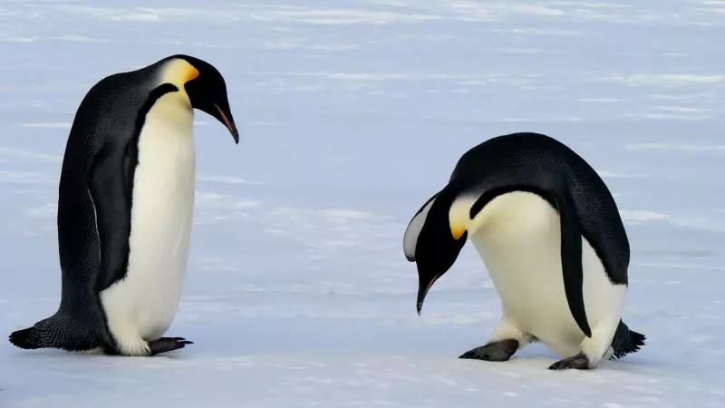 From Breakups to Cheating: 8 Animals with Surprisingly Complex Love Lives