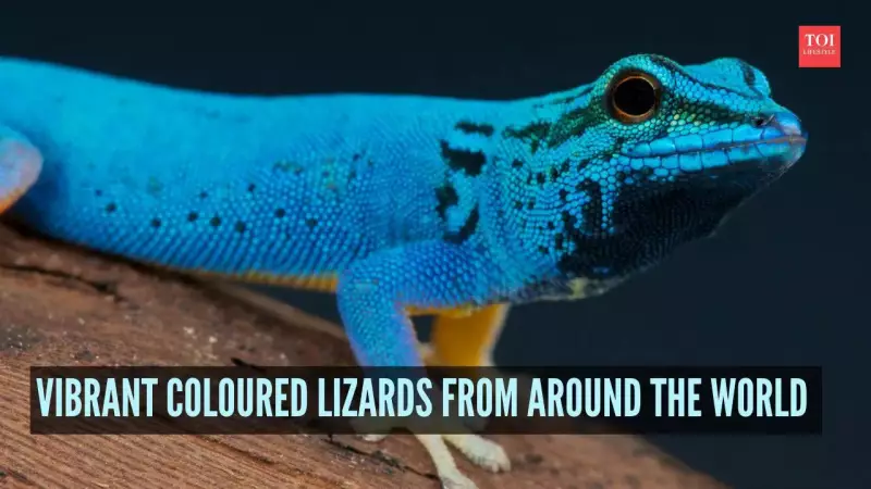 From Green Iguanas to Rainbow Whiptails: 7 Most Colorful Lizards Worldwide