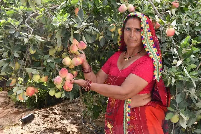 From Mockery to Rashtrapati Bhavan: Rajasthan Farmer's Apple Dream Bears Fruit