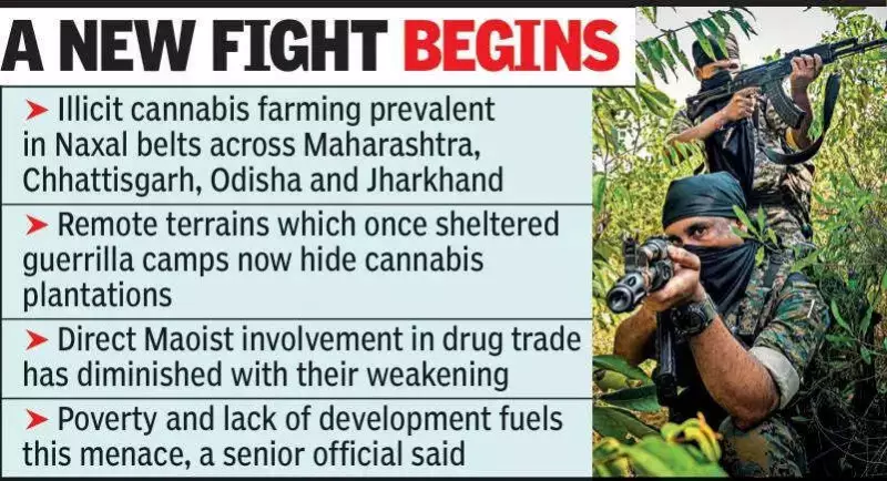 Gadchiroli's New Battle: From Maoist Stronghold to Cannabis Hub