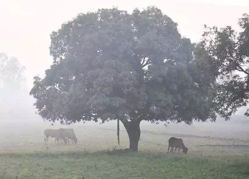 GADVASU Experts Urge Dairy Farmers to Protect Cattle During Ludhiana Cold Wave
