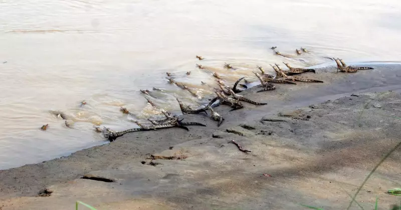Gandak River Emerges as India's Second Largest Gharial Habitat After Chambal