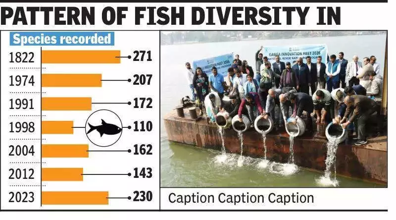 Ganga River Fish Diversity Hits 50-Year High with 230 Species Recorded