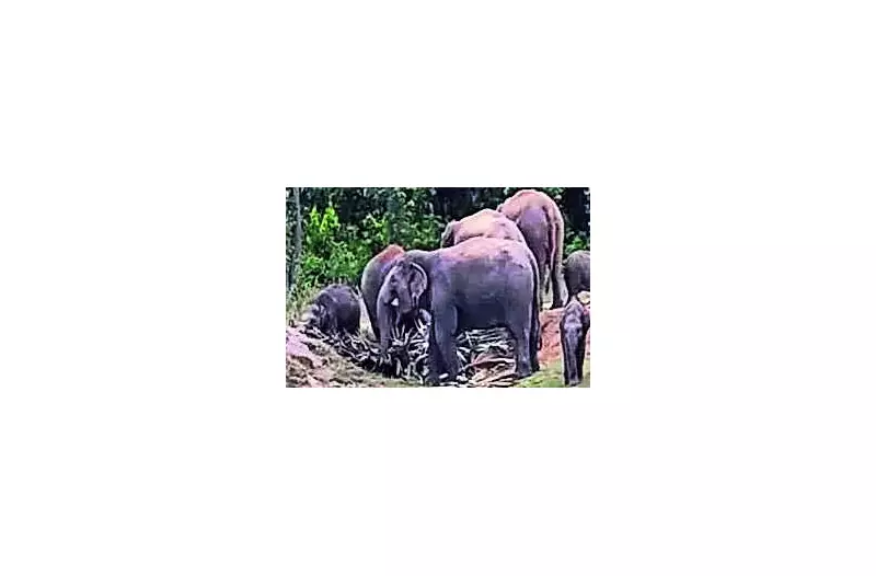 Garhwa: Elephant Herd Kills PVTG Woman, Rs 50,000 Partial Compensation Paid
