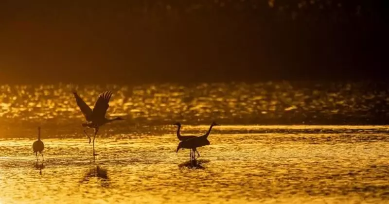 Global Photo Highlights: Cranes in Israel, Swiss Skies, and Jaipur's Army Day