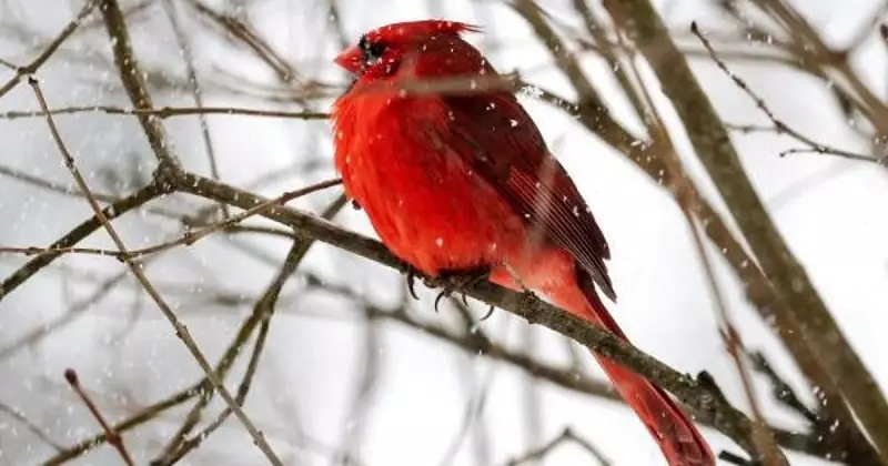 Global Visual Journey: Republic Day in Kashmir to Greenland Sunsets