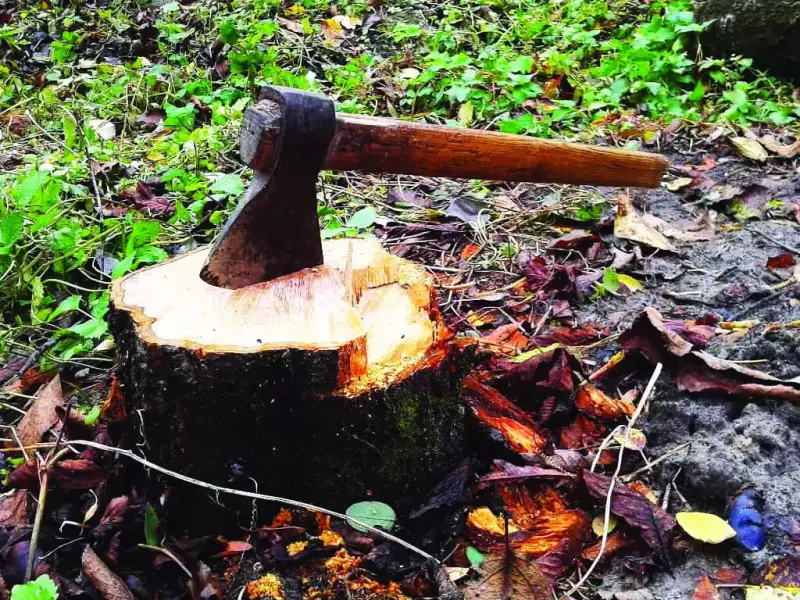 Goa Tightens Tree Felling Rules: Mandatory NOCs, Digital Maps & 10-Day Appeal Window