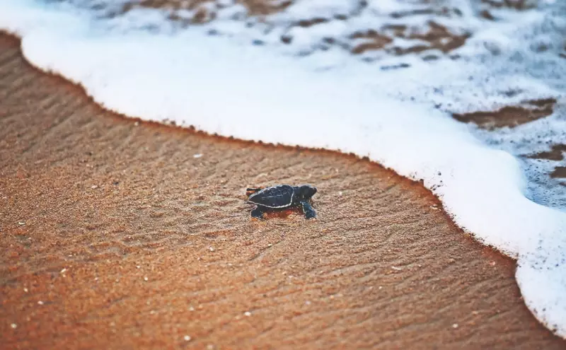 Goa's Olive Ridley Season Starts Early: 109 Eggs Laid at Galgibaga