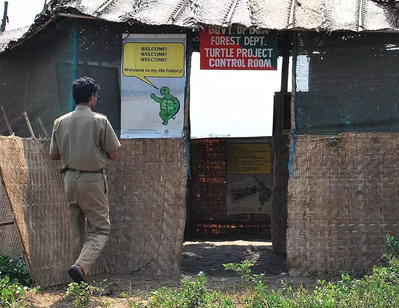Goa's Olive Ridley Turtle Conservation: 1,500 Eggs Incubated in Agonda and Galgibaga Hatcheries