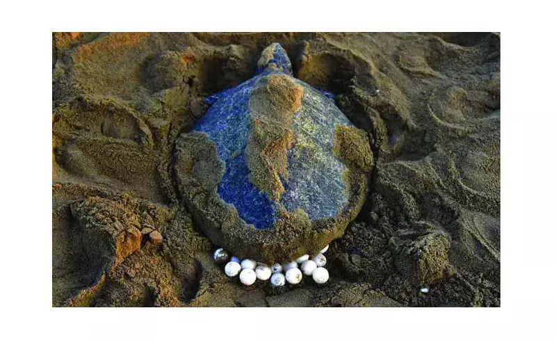 Goa's Olive Ridley Turtle Conservation: 1,500 Eggs Protected in Agonda and Galgibaga Hatcheries