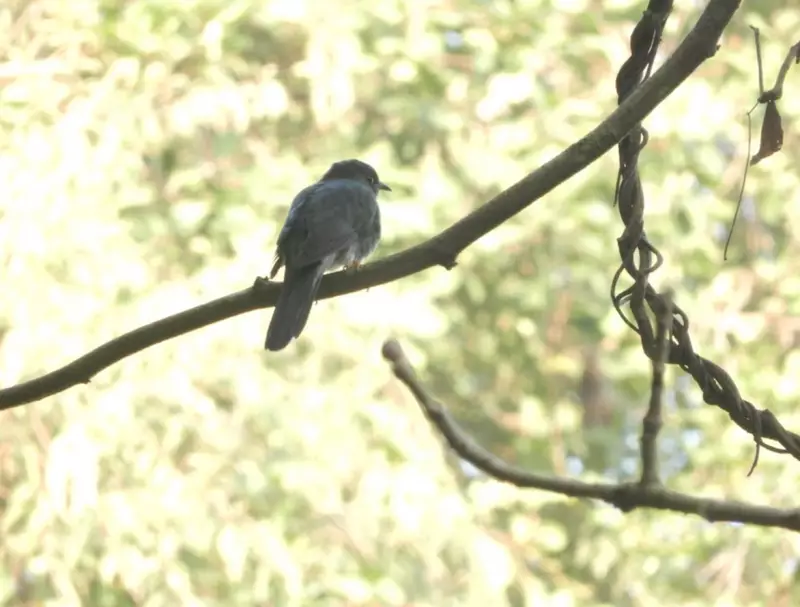 Goa's Toyyar Lake Bird Survey Reveals Rich Biodiversity Amid Habitat Concerns